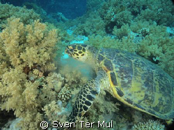 eating sea turtle by Sven Ter Mul 